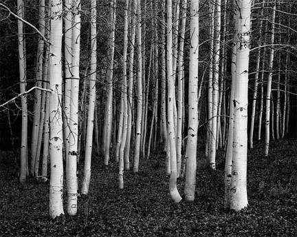 Aspens, Dusk, Conway Summit by John Sexton