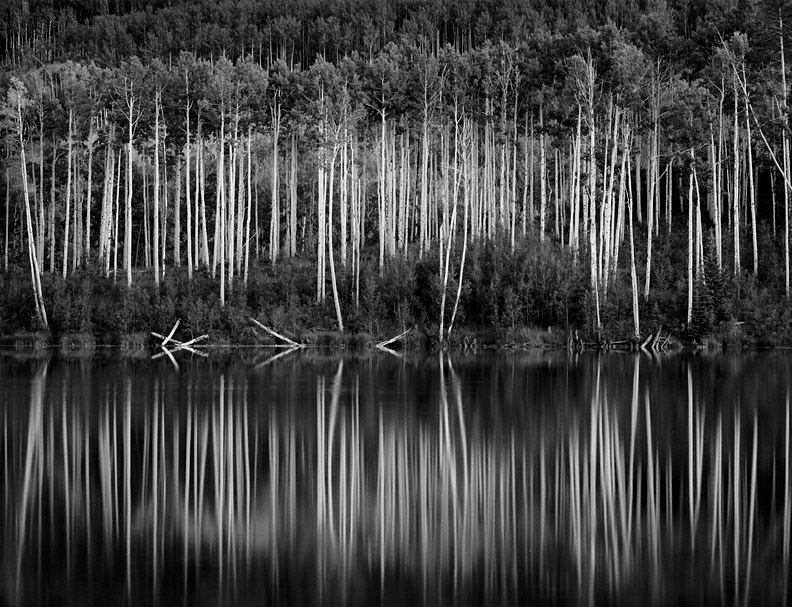 Aspens, Reflections, Snowmass Village, Colorado