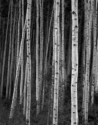 Aspens At Dusk by John Sexton