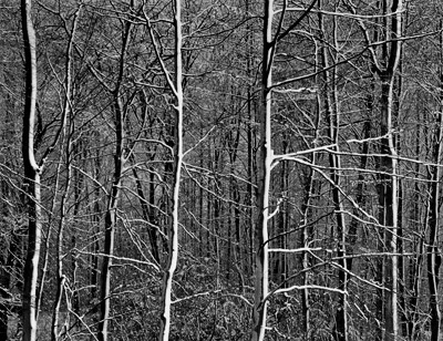 Beech Forest, Blown Snow