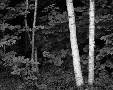 Birch Trees