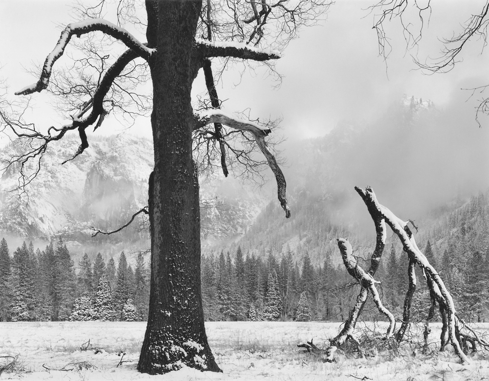 Black, Oak, Fallen Branches by John Sexton