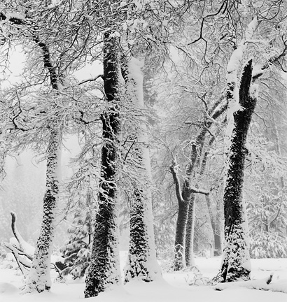 Black Oaks, Snowstorm, Yosemite Valley by John Sexton