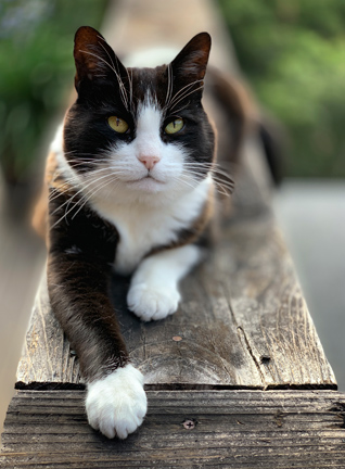 Boots the Cat