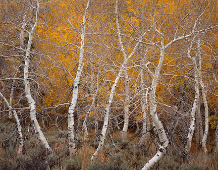 Aspen
Dance