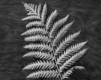 Fern and Log, Yosemite Valley, California