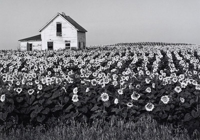 Sunflowers by Henry Gilpin