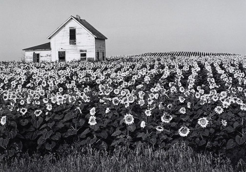 Sunflowers, Henry Gilpin