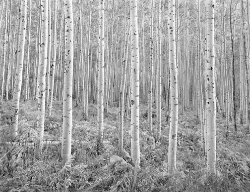 Glowing Aspens, Castle Creek Valley, Colorado by John Sexton