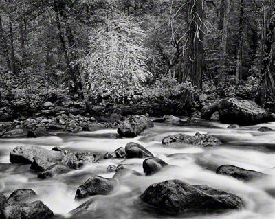 Merced River and Forest