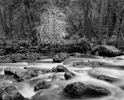 Merced River and Forest by John Sexton