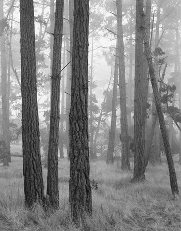 Monterey Pines in Fog by John Sexton