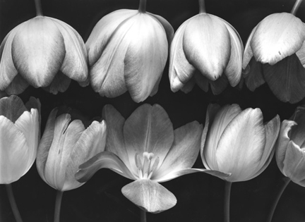 Nine Tulips by Ray McSavaney