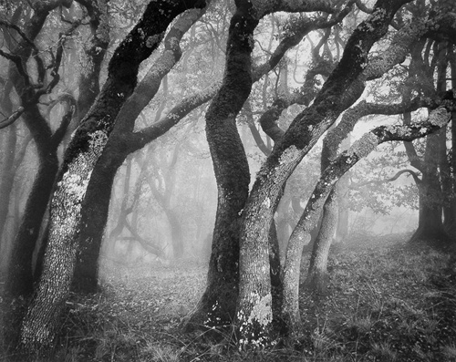 Oaks In Fog by Ray McSavaney