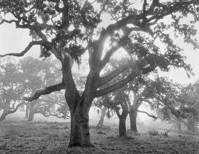 Oaks in Fog, Sunrise, Carmel Valley, California 
