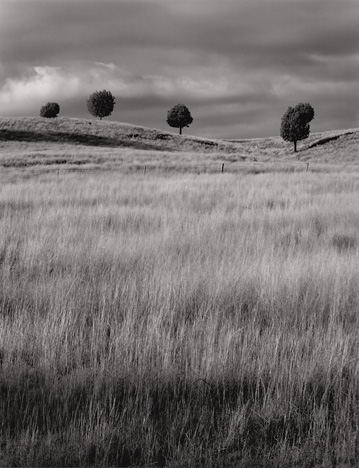 Little Trees, Coonabarabran, Australia by Rob Pike