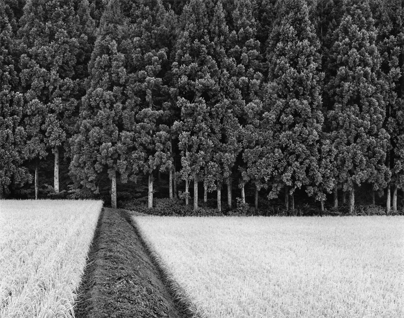 Rice Field and Pine Forest  by John 
Sexton