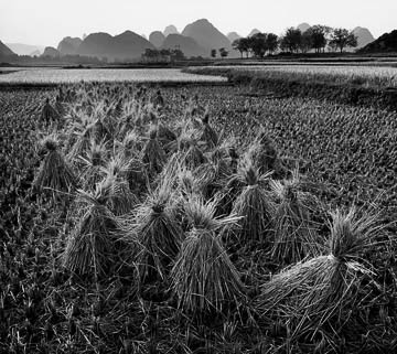 Rice Fields, Dusk