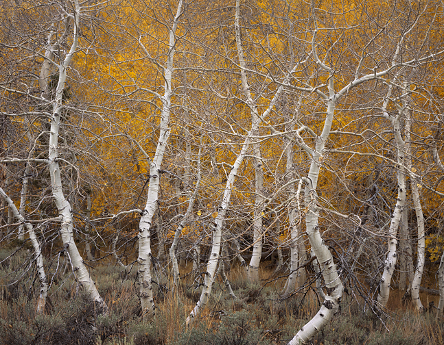 Aspen Dance, Autumn, June Lake, California