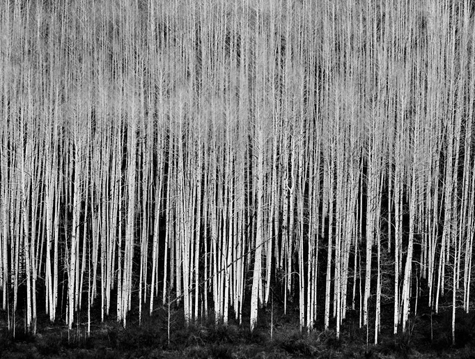 Sea of Aspen, Dolores River Canyon, Colorado