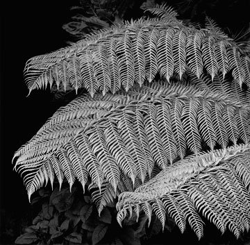 Tree Fern