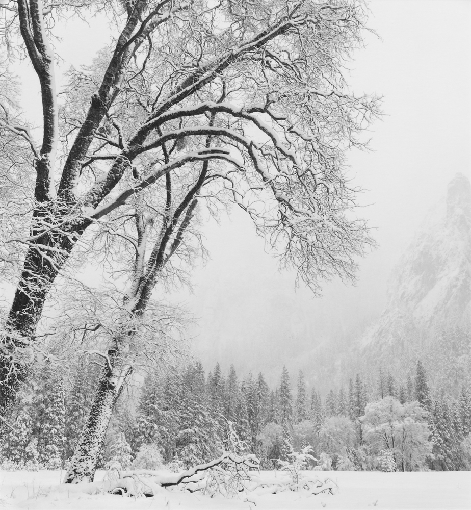 Trees, Winter by Anne Larsen