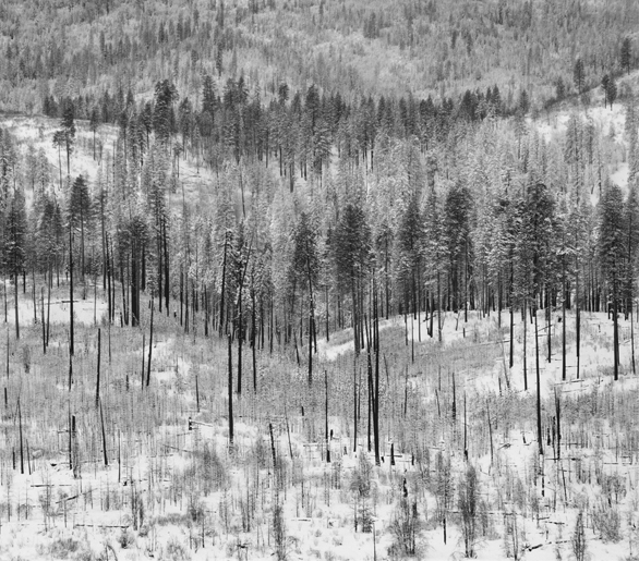 Trees, on Hillside