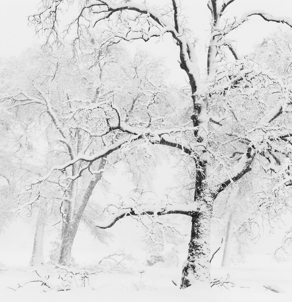 Trees in Snowstorm, Yosemite Valley, California