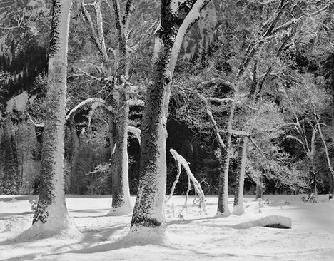 Trees In Snow, Winter by John Sexton