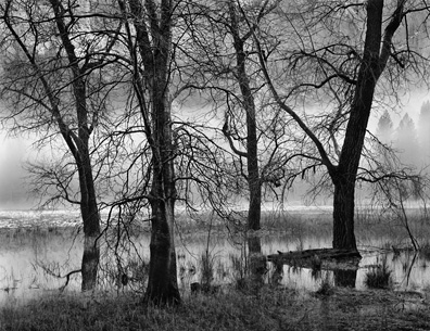 Trees, Valley Fog, Dusk by John Sexton