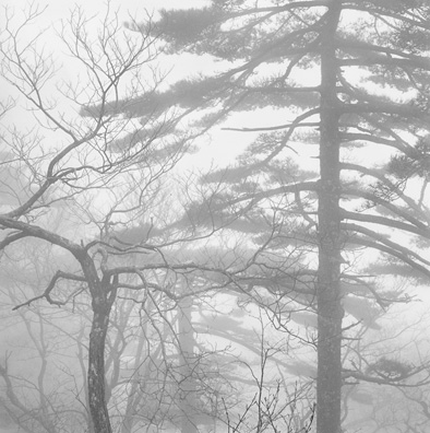 Trees in Mist