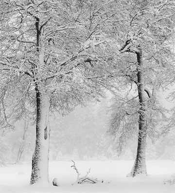 Two Trees In Snow by Anne Larsen