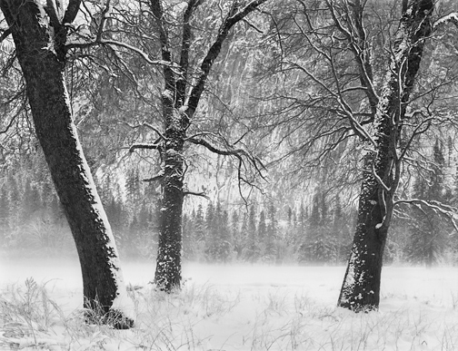 Winter Trees, Mist by John Sexton